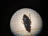 267005 – Photo : Roland Godon – France (03)